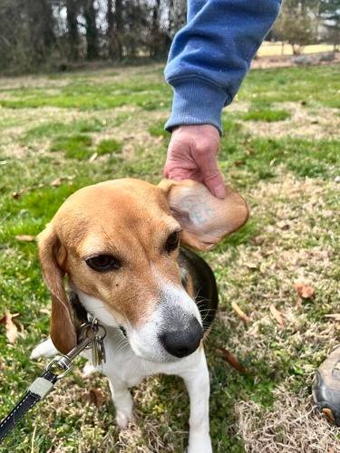 Lawmakers push for more transparency with university animal testing facilities