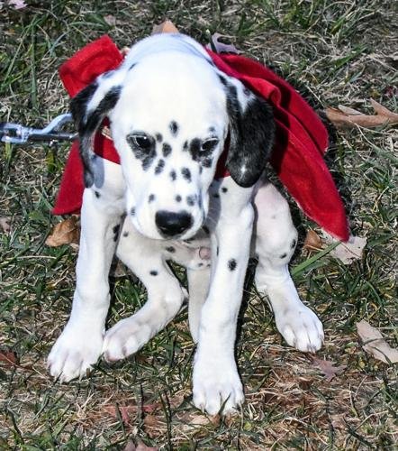 Appomattox holds 30th annual Christmas parade, lighting ceremony
