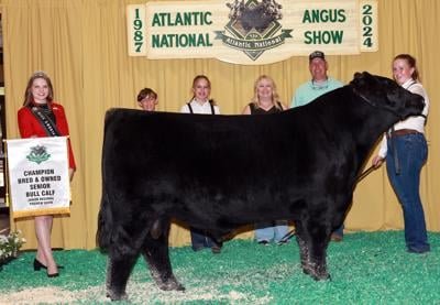 Madison Stratton’s senior bull calf named champion at Maryland show