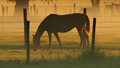 Horses 101 by Nan Edwards