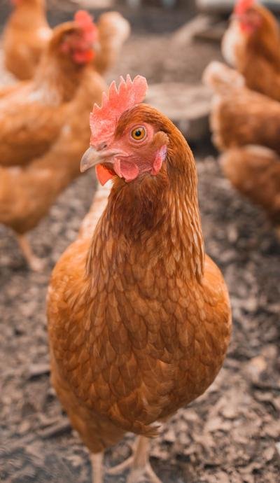 Appomattox new chicken ordinance explained